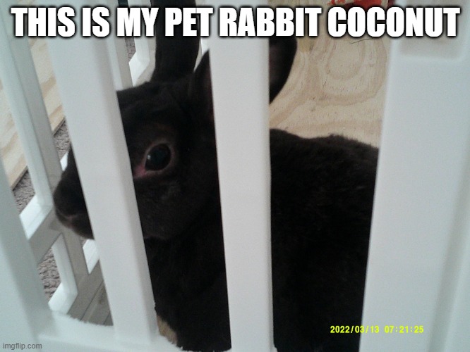 Coconut | THIS IS MY PET RABBIT COCONUT | image tagged in coconut | made w/ Imgflip meme maker