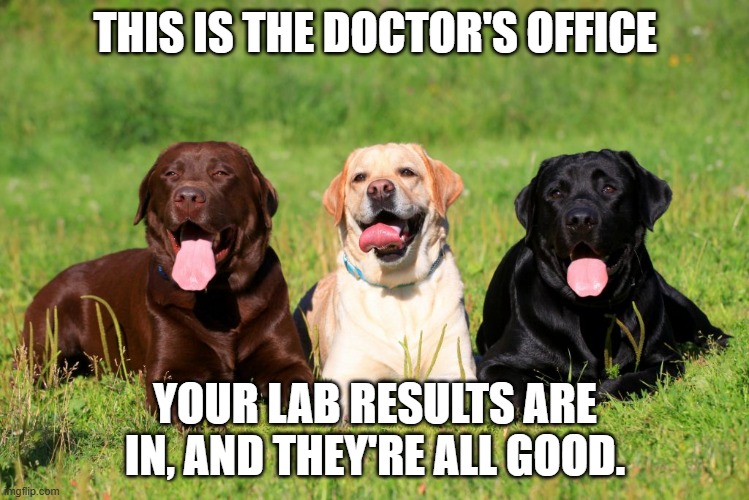 Lab dogs | THIS IS THE DOCTOR'S OFFICE; YOUR LAB RESULTS ARE IN, AND THEY'RE ALL GOOD. | image tagged in dogs | made w/ Imgflip meme maker