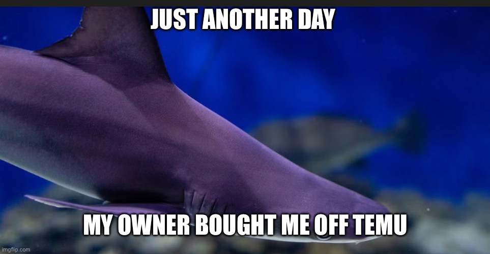 JUST ANOTHER DAY; MY OWNER BOUGHT ME OFF TEMU | image tagged in shark | made w/ Imgflip meme maker