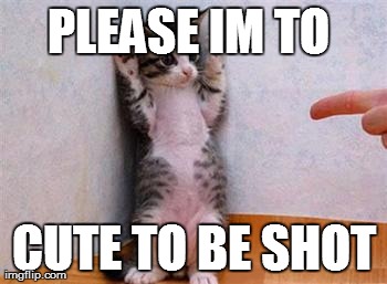 to cute | PLEASE IM TO  CUTE TO BE SHOT | image tagged in lol | made w/ Imgflip meme maker