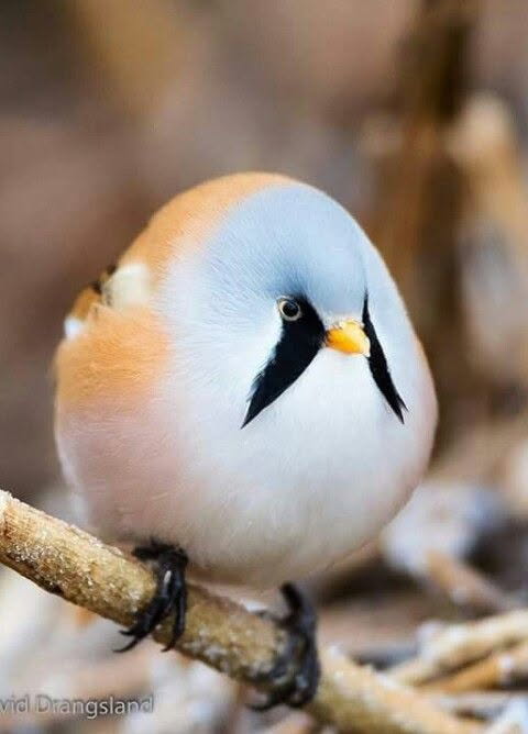 borb Blank Meme Template