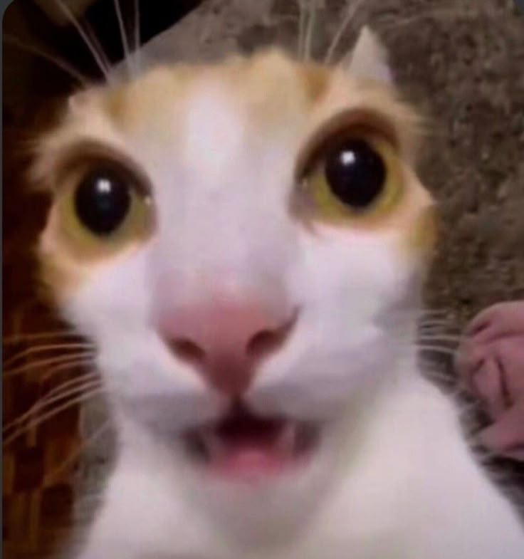 Surprised Cat Meme Blank Meme Template