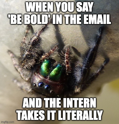 Bold Jumping Spider Cutie | WHEN YOU SAY 'BE BOLD' IN THE EMAIL; AND THE INTERN TAKES IT LITERALLY | image tagged in spiders,nature,funny,fun,cute | made w/ Imgflip meme maker