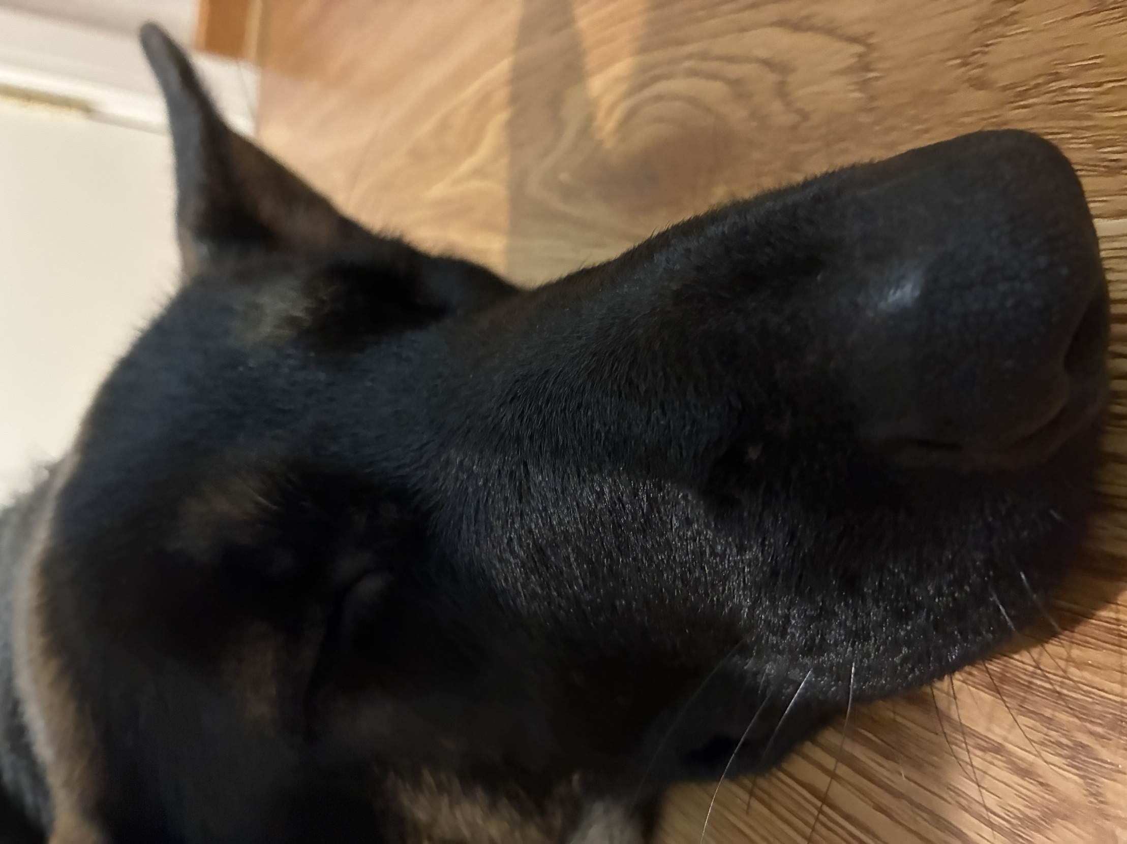 Primal My Panic Blank Meme Template