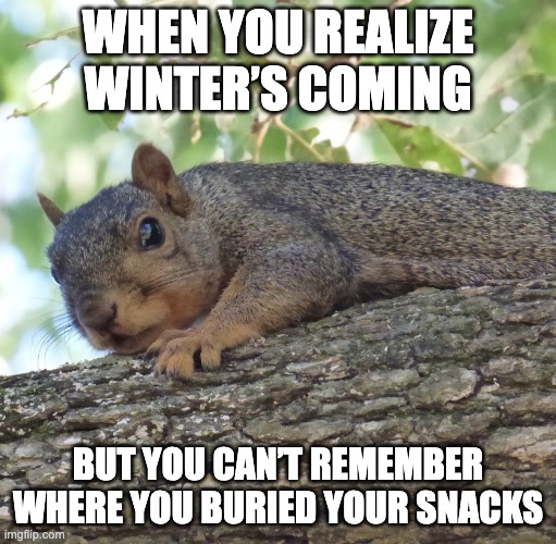 Forgetful me | WHEN YOU REALIZE WINTER’S COMING; BUT YOU CAN’T REMEMBER WHERE YOU BURIED YOUR SNACKS | image tagged in squirrel,cute,nature,funny,fun,surprise | made w/ Imgflip meme maker