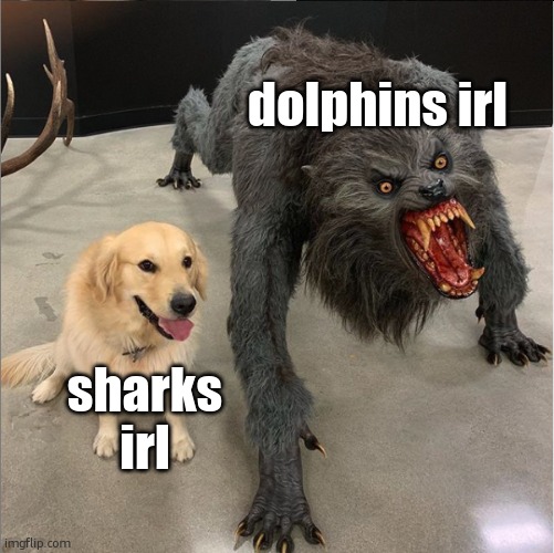 why tf is it the opposite in movies bru? | dolphins irl; sharks irl | image tagged in memes,dog vs werewolf,funny,sharks,dolphin,opposite | made w/ Imgflip meme maker