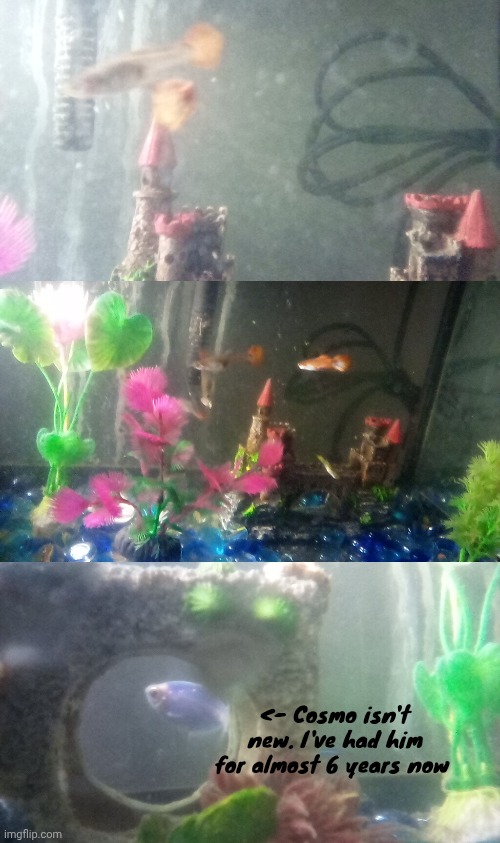 I GOT NEW FISH!?!? I did not expect my parents to give me these guys on an average day. Anyways, I need names for these guys | <- Cosmo isn't new. I've had him for almost 6 years now | made w/ Imgflip meme maker