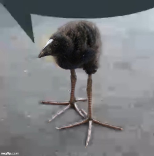 This man above me, bird react him | image tagged in wah wah wah wah wah wah wah wah | made w/ Imgflip meme maker