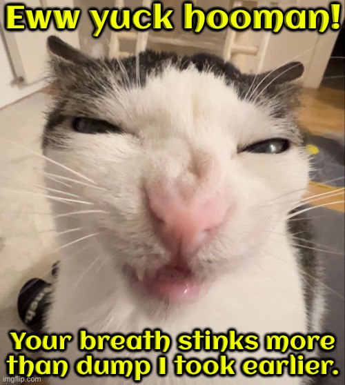 Well at least cats are honest | Eww yuck hooman! Your breath stinks more than dump I took earlier. | image tagged in cats,funny cats,honesty,bad breath,poop,yuck | made w/ Imgflip meme maker