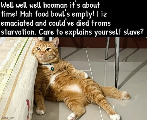 Care To Explain Yourself Slave | Well well well hooman it's about time! Mah food bowl's empty! I iz emaciated and could've died froms starvation. Care to explains yourself slave? | image tagged in cats,funny cats,slave,explain,manipulation,dramatic | made w/ Imgflip meme maker