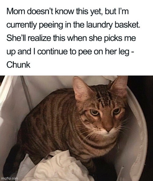 What An Absolute A Hole | image tagged in cats,funny cats,pet shamed,shameless,narcissist,pee | made w/ Imgflip meme maker