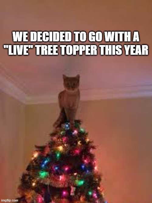We decided to go with a "live" Christmas tree topper. OUR CAT !! | WE DECIDED TO GO WITH A "LIVE" TREE TOPPER THIS YEAR | image tagged in cat,kittens,christmas,christmas tree,ornaments,merry christmas | made w/ Imgflip meme maker