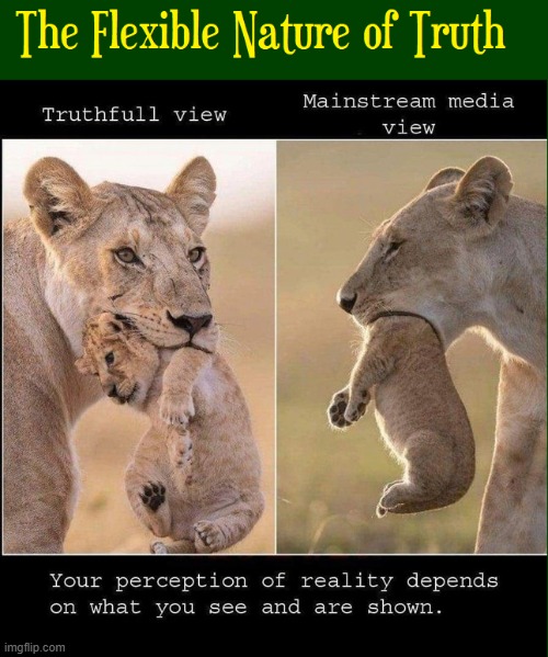 The Relation of Politics to Nature by The Media | image tagged in vince vance,nature,cub,mainstream media,msm,lion | made w/ Imgflip meme maker