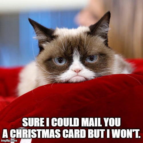 Cat says that he could mail you a Christmas card but he won't because he's a cat. | SURE I COULD MAIL YOU A CHRISTMAS CARD BUT I WON'T. | image tagged in cat,kittens,christmas,christmas cat,funny,humor | made w/ Imgflip meme maker