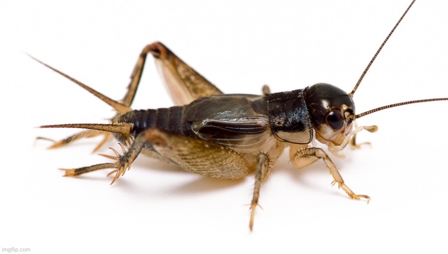 Cricket | image tagged in cricket | made w/ Imgflip meme maker