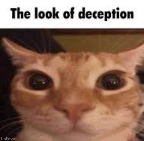 skibidi | image tagged in cats,funny cats,meow,that's just silly cat,silly,why are you reading the tags | made w/ Imgflip meme maker