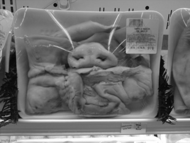 pig snout wrapped | image tagged in pig snout wrapped | made w/ Imgflip meme maker