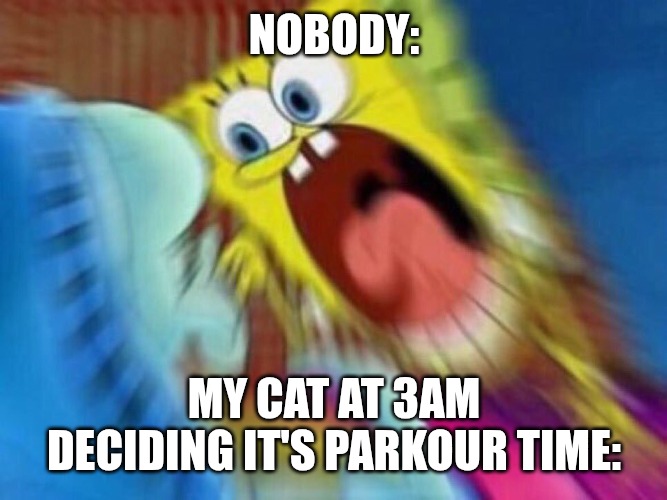 Parkour! | NOBODY:; MY CAT AT 3AM DECIDING IT'S PARKOUR TIME: | image tagged in triggered screaming spongebob,cats,funny,memes,parkour | made w/ Imgflip meme maker