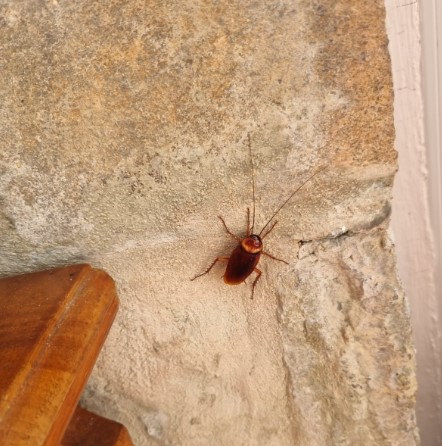 cockroach on the wall Blank Meme Template