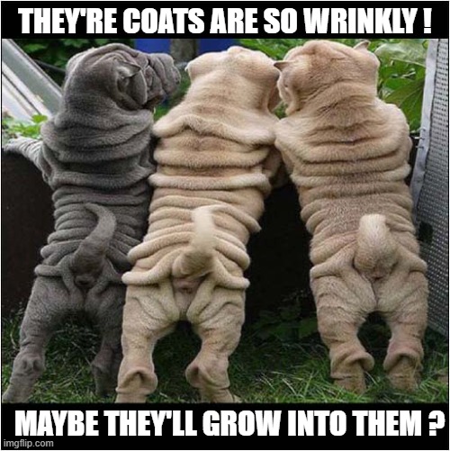 Shar Pei Puppies | THEY'RE COATS ARE SO WRINKLY ! MAYBE THEY'LL GROW INTO THEM ? | image tagged in dogs,shar pei,puppies,wrinkles | made w/ Imgflip meme maker