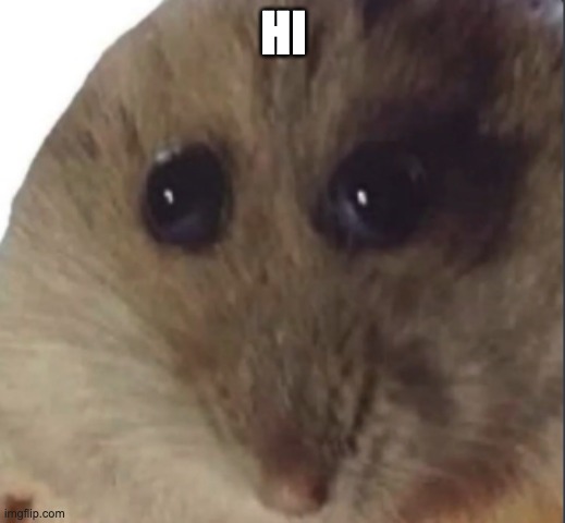 Hampter | HI | image tagged in hampter | made w/ Imgflip meme maker