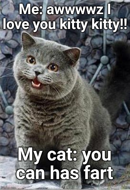 My cat is a farter | Me: awwwwz I love you kitty kitty!! My cat: you can has fart | image tagged in i can has cheezburger cat | made w/ Imgflip meme maker