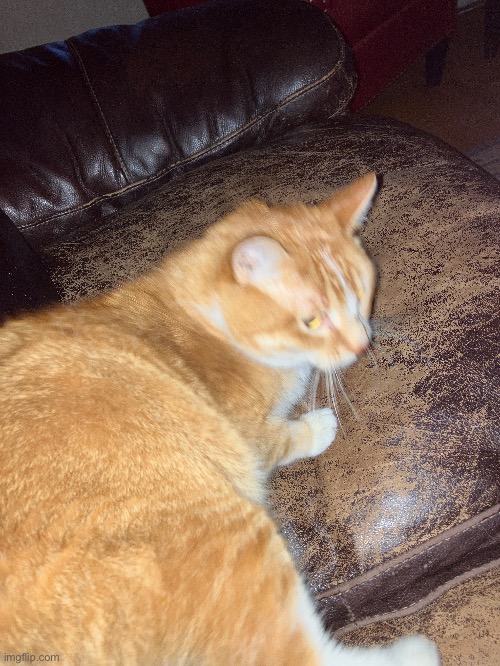 goober | made w/ Imgflip meme maker