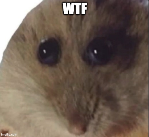 Hampter | WTF | image tagged in hampter | made w/ Imgflip meme maker
