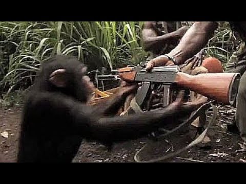 monkey ak-47 Blank Meme Template