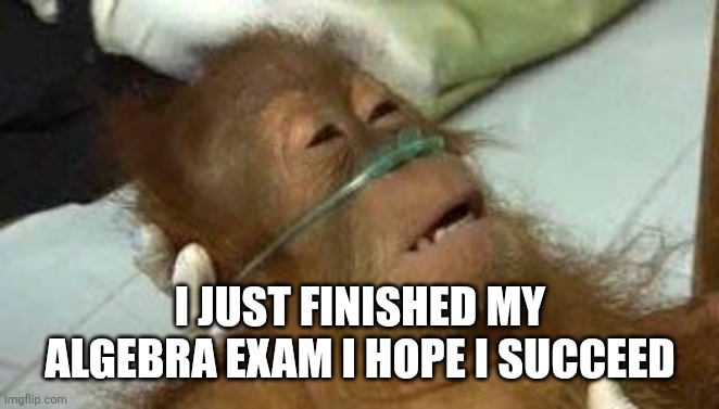 Monkey on life support | I JUST FINISHED MY ALGEBRA EXAM I HOPE I SUCCEED | image tagged in monkey on life support | made w/ Imgflip meme maker