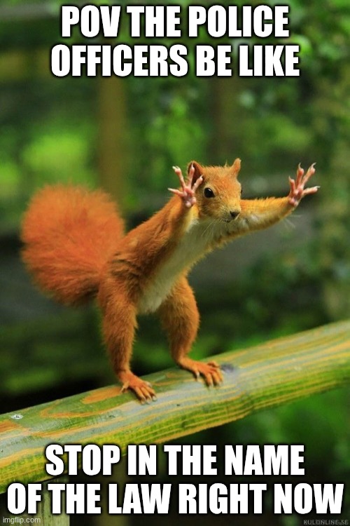 Wait a Minute Squirrel | POV THE POLICE OFFICERS BE LIKE; STOP IN THE NAME OF THE LAW RIGHT NOW | image tagged in wait a minute squirrel,fuck the police | made w/ Imgflip meme maker