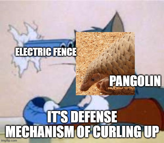 Threats to pangolins | ELECTRIC FENCE; PANGOLIN; IT'S DEFENSE MECHANISM OF CURLING UP | image tagged in tom the cat shooting himself | made w/ Imgflip meme maker