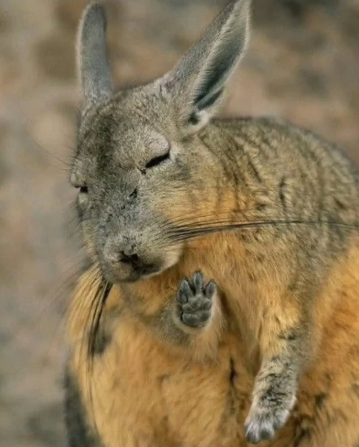 Tired Bunny Blank Meme Template