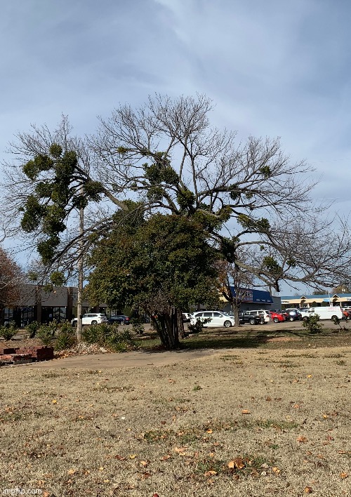 Tree infested with mistletoe | made w/ Imgflip meme maker