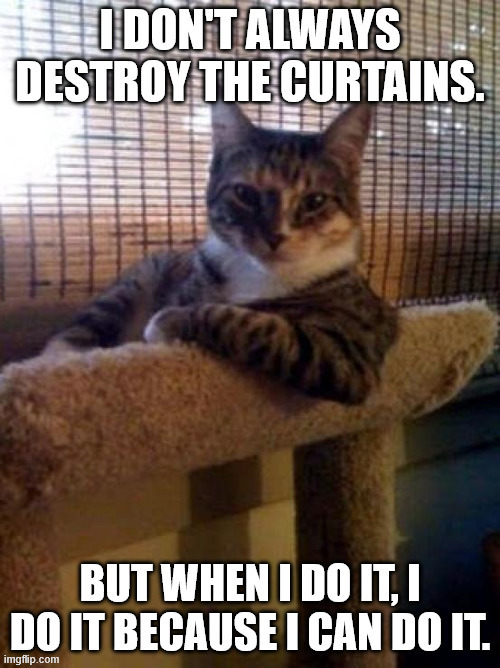 The Most Tough Cat... | image tagged in memes,meme,cats,cat,the most interesting cat in the world,tough guy | made w/ Imgflip meme maker