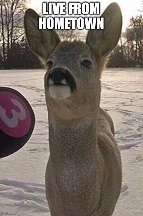 Deer Interview | LIVE FROM HOMETOWN | image tagged in deer interview | made w/ Imgflip meme maker