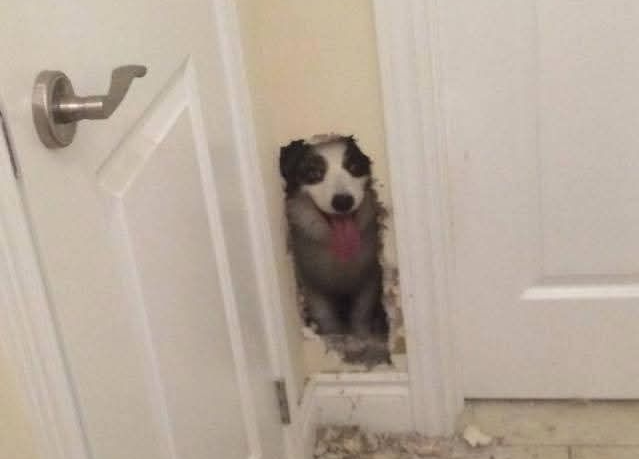 dog wall Blank Meme Template