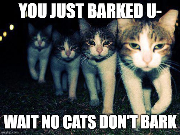 mrrp :3 | YOU JUST BARKED U-; WAIT NO CATS DON'T BARK | image tagged in memes,wrong neighboorhood cats | made w/ Imgflip meme maker