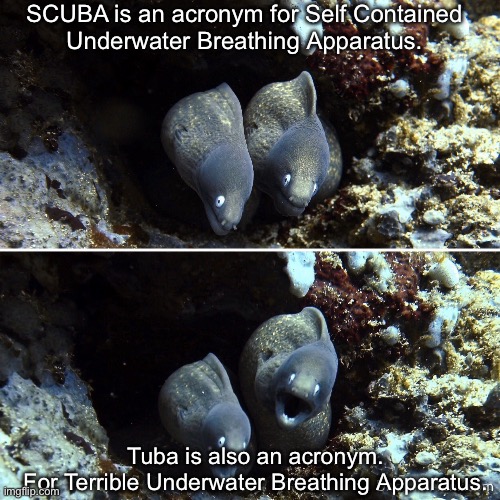 Terrible Pun | SCUBA is an acronym for Self Contained
Underwater Breathing Apparatus. Tuba is also an acronym.
For Terrible Underwater Breathing Apparatus. | image tagged in aquatic scuba underwater,scuba diving,tuba,bad joke eel,bad pun | made w/ Imgflip meme maker