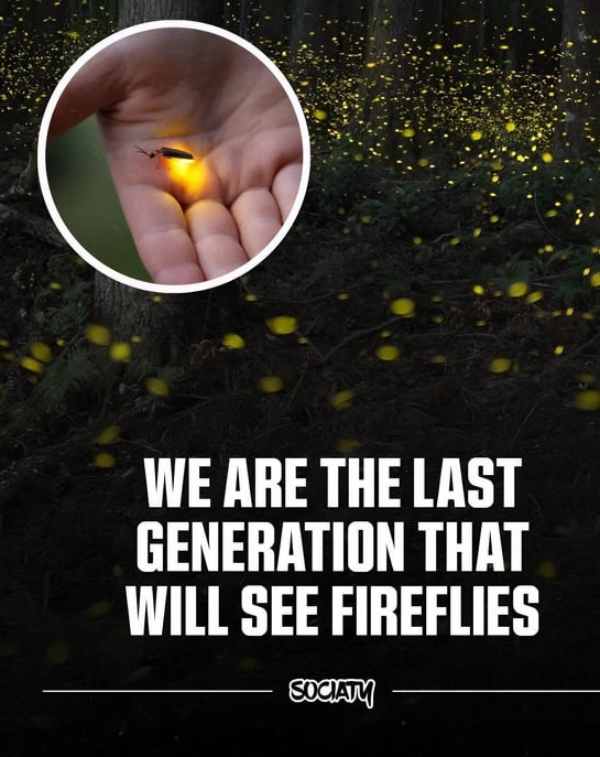 Fireflies Blank Meme Template