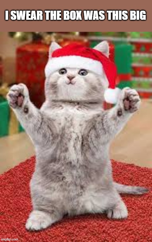 Cat says "I swear, the box was this big." | I SWEAR THE BOX WAS THIS BIG | image tagged in cat,kittens,funny,humor,christmas,presents | made w/ Imgflip meme maker