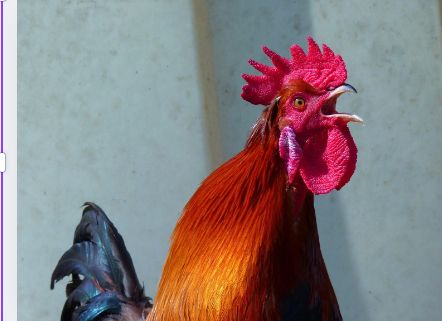 Cooks Blank Meme Template