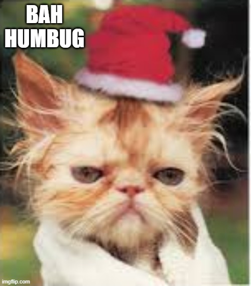 Future grumpy cat says "Bah Humbug". | BAH HUMBUG | image tagged in cat,kitten,funny,humor,grumpy cat,christmas | made w/ Imgflip meme maker