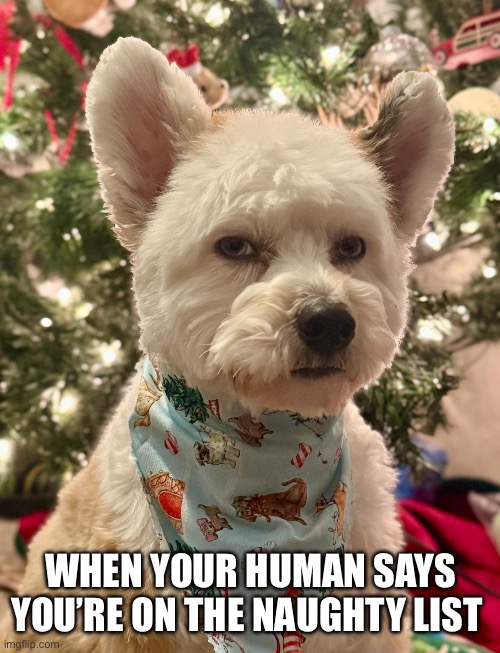 WHEN YOUR HUMAN SAYS YOU’RE ON THE NAUGHTY LIST | made w/ Imgflip meme maker