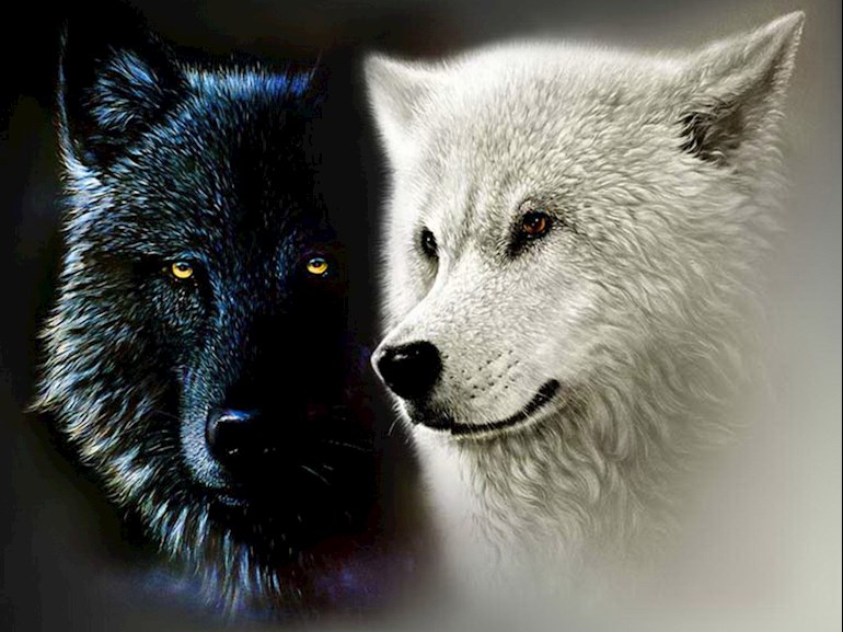 Two Wolves Blank Meme Template