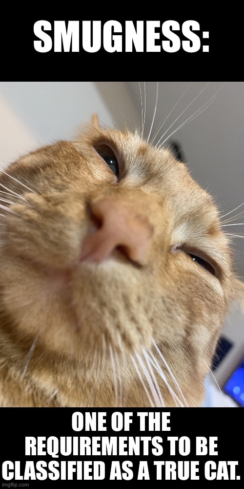 Smugness | SMUGNESS:; ONE OF THE REQUIREMENTS TO BE CLASSIFIED AS A TRUE CAT. | image tagged in cats,funny cats,smug,facial expressions,superior royalty,narcissism | made w/ Imgflip meme maker