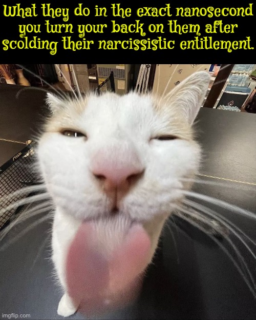 In The Exact Nanosecond | What they do in the exact nanosecond you turn your back on them after scolding their narcissistic entitlement. | image tagged in cats,funny cats,nanosecond,entitlement,narcissism,attitude | made w/ Imgflip meme maker
