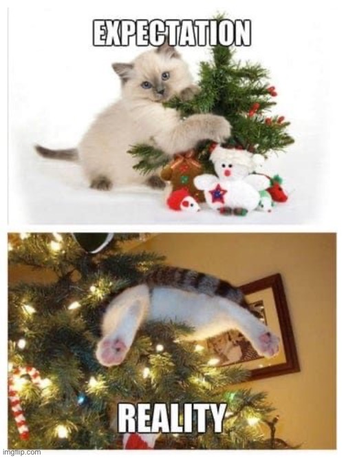 Expectation Vs Reality | image tagged in cats,funny cat memes,christmas,christmas with cats,christmas tree,entitlement | made w/ Imgflip meme maker