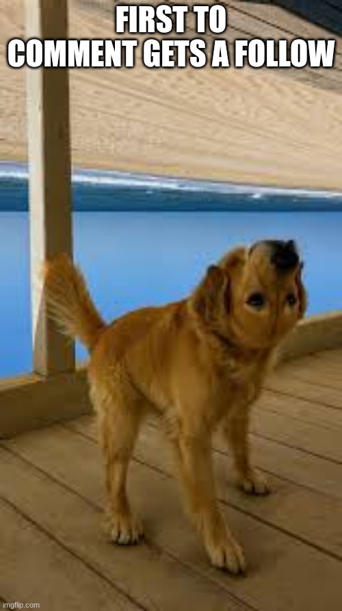 doggy | FIRST TO COMMENT GETS A FOLLOW | image tagged in doggy | made w/ Imgflip meme maker