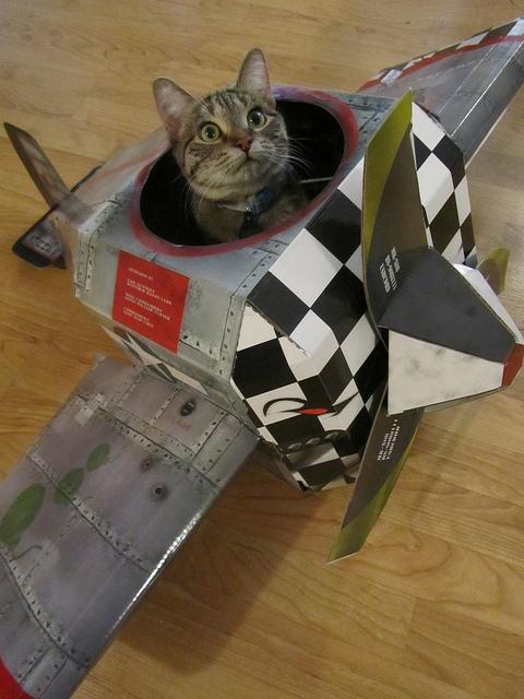 High Quality airplane cat Blank Meme Template